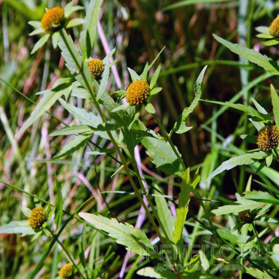 Череда поникшая (Bidens cernua l.)