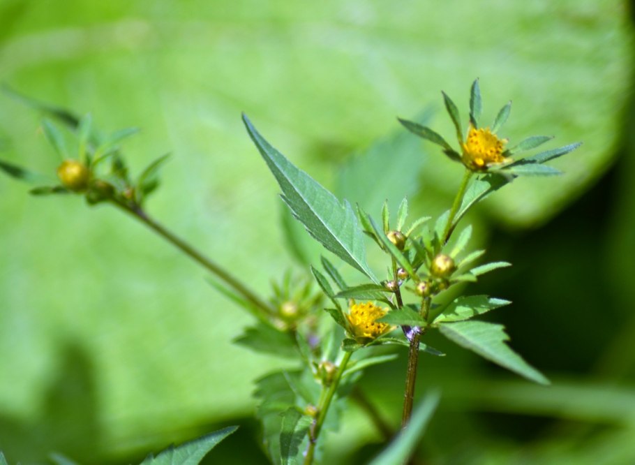 Череда волосистая Bidens pilosa