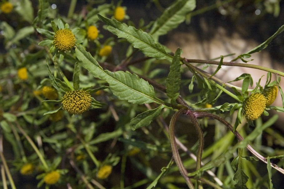 Череда поникшая (Bidens cernua l.)