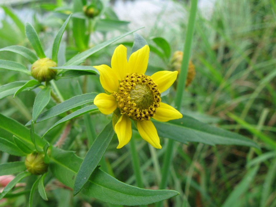 Bidens frondosa растение