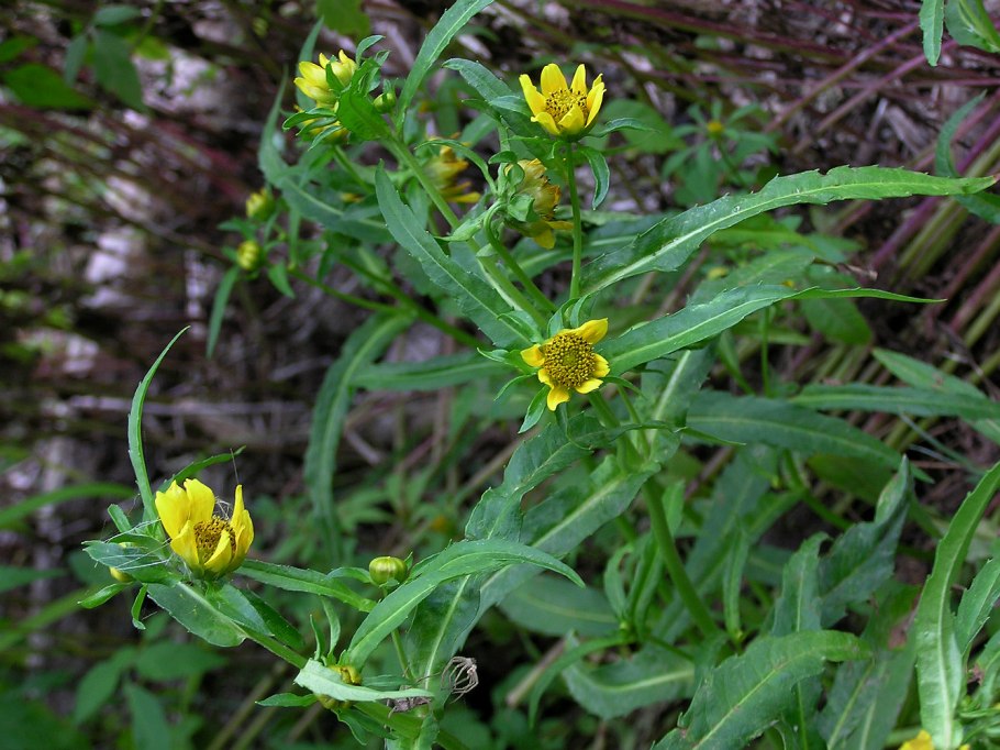 Bidens cernua l.