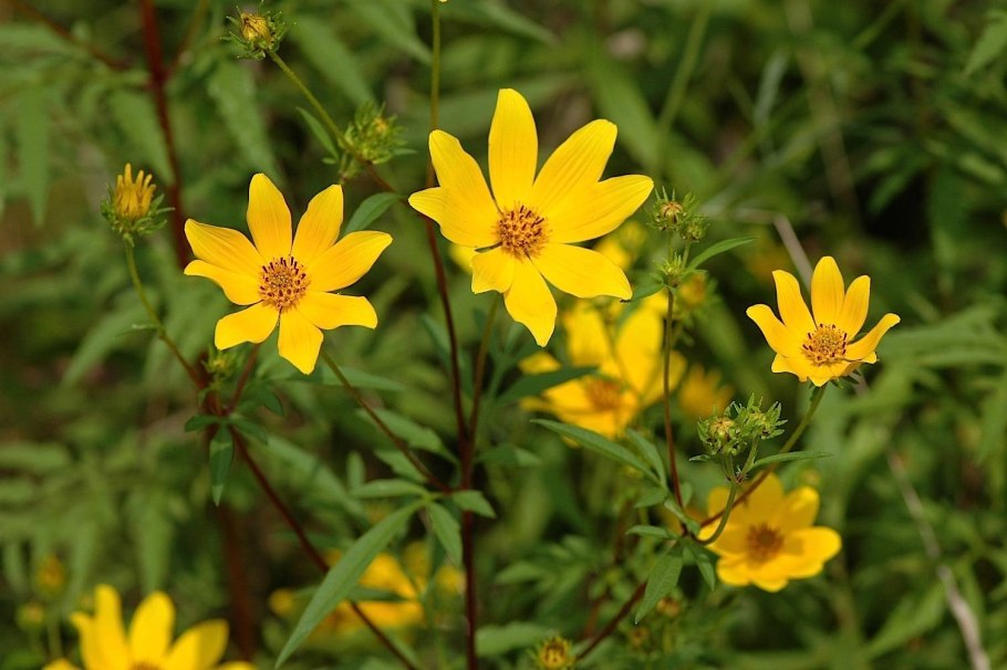Череда трехраздельная (Bidens tripartita)