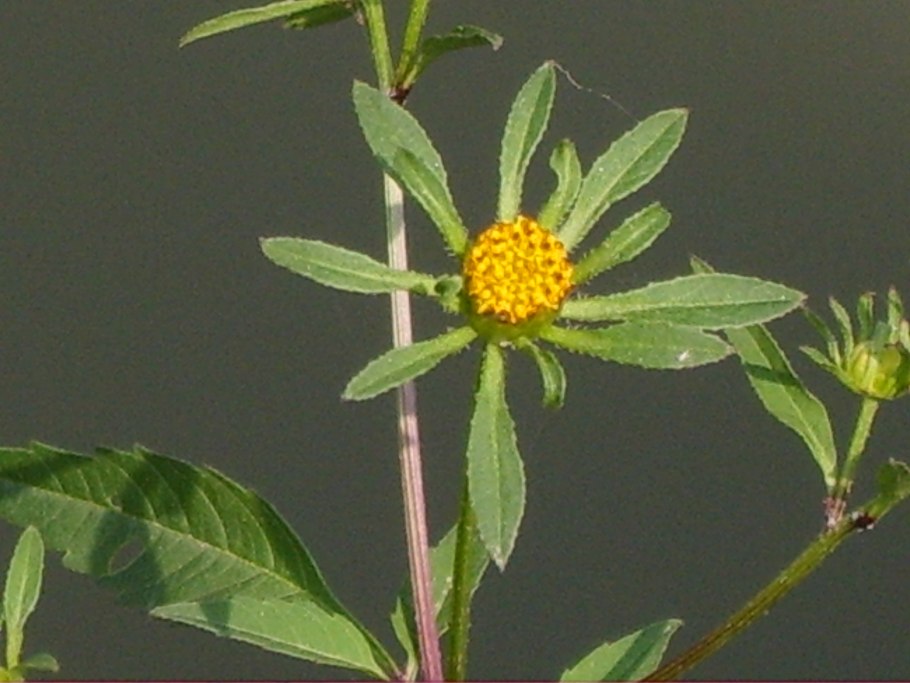 Череда трехраздельная (Bidens tripartita)