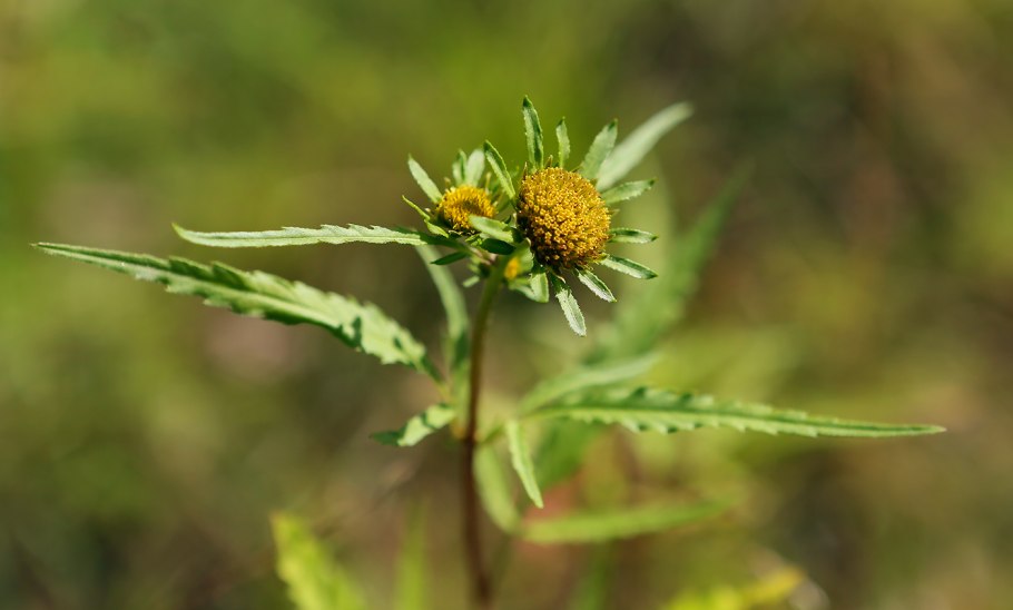 Bidens cernua l.