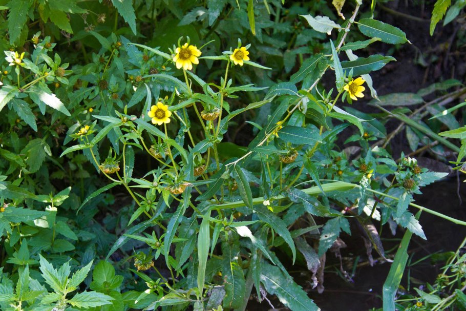 Череда волосистая Bidens pilosa
