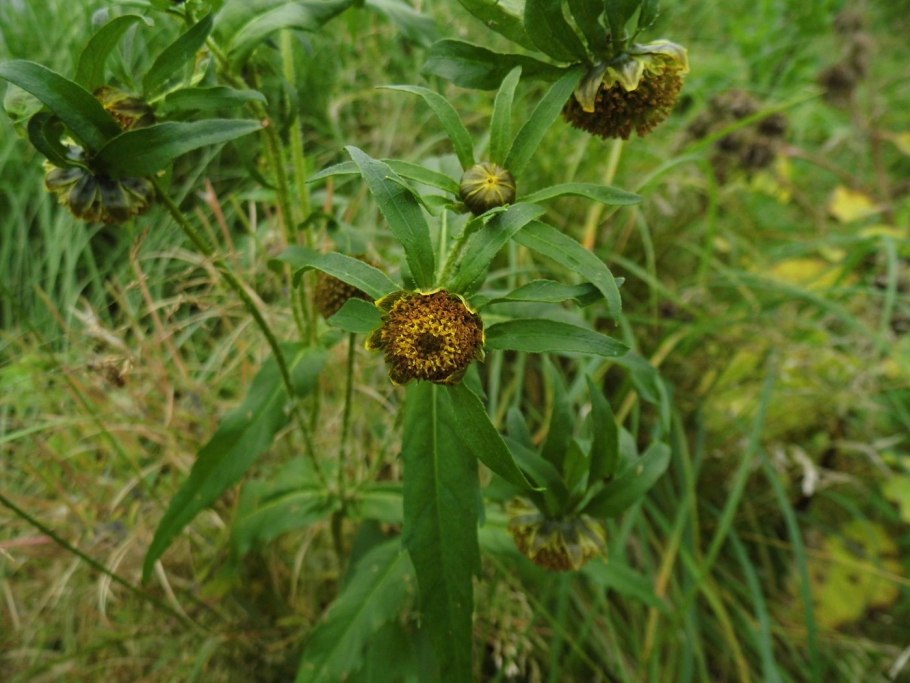 Череда трехраздельная (Bidens tripartita)