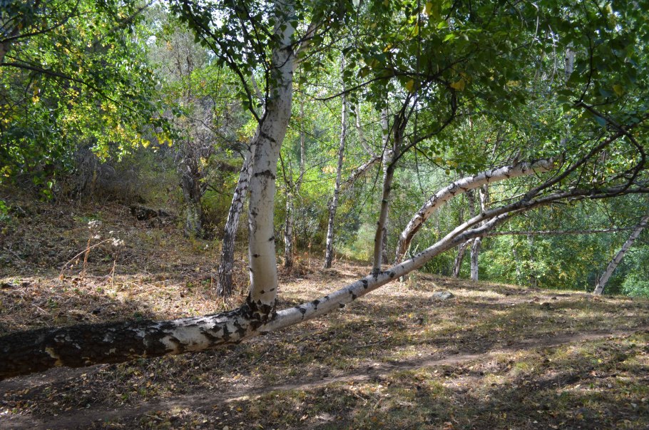 Березы в Марий Эл