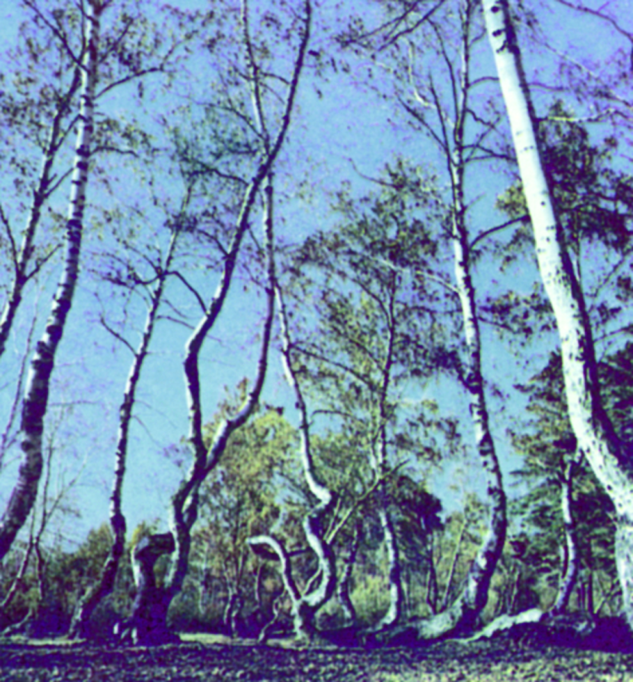 Березовая роща с ромашками