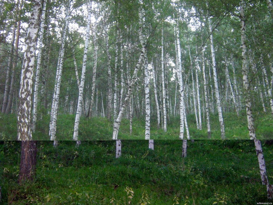 Береза дерево Битцевский лес