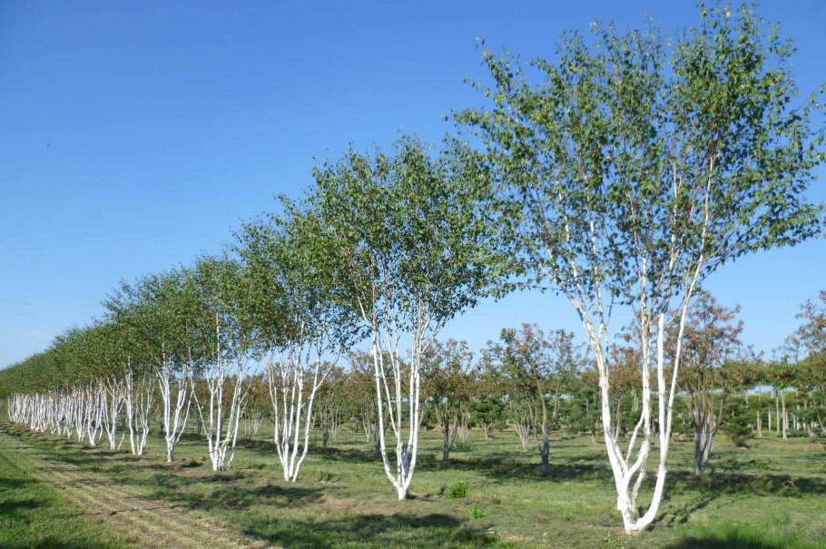 Река берёзка лавочка