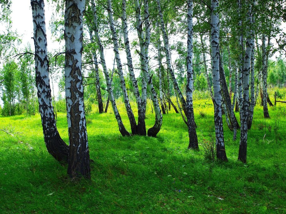 Осиновая роща лес