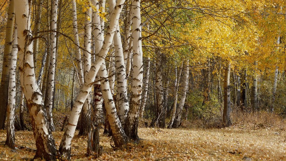 Лебединое озеро Боровое