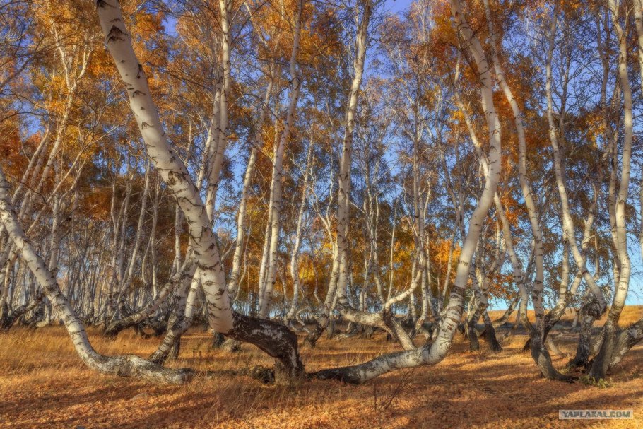 Танцующие березы Боровое Казахстан