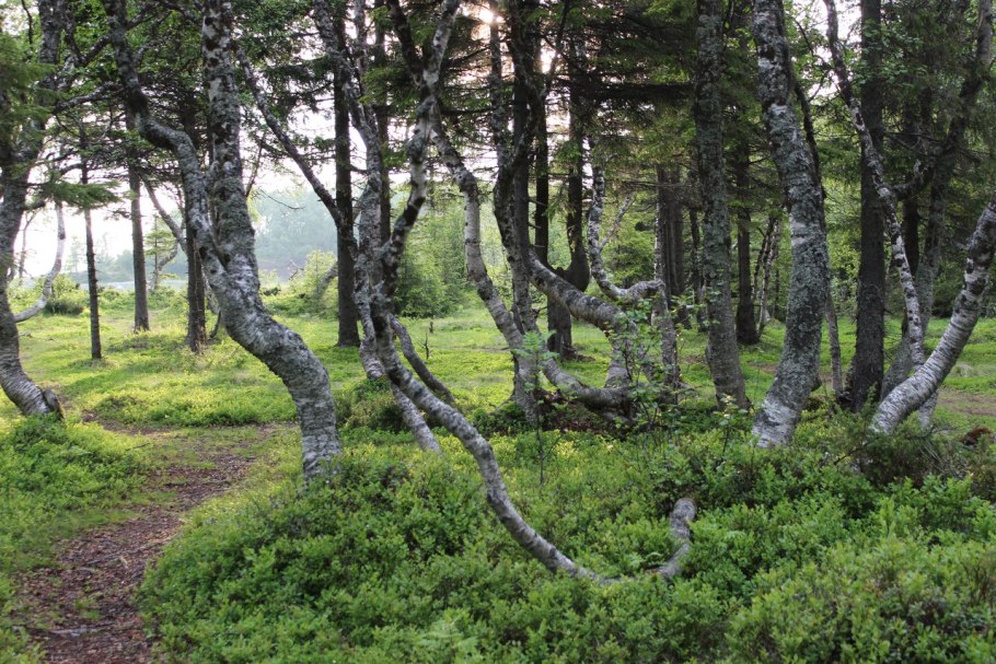 Береза повислая роща