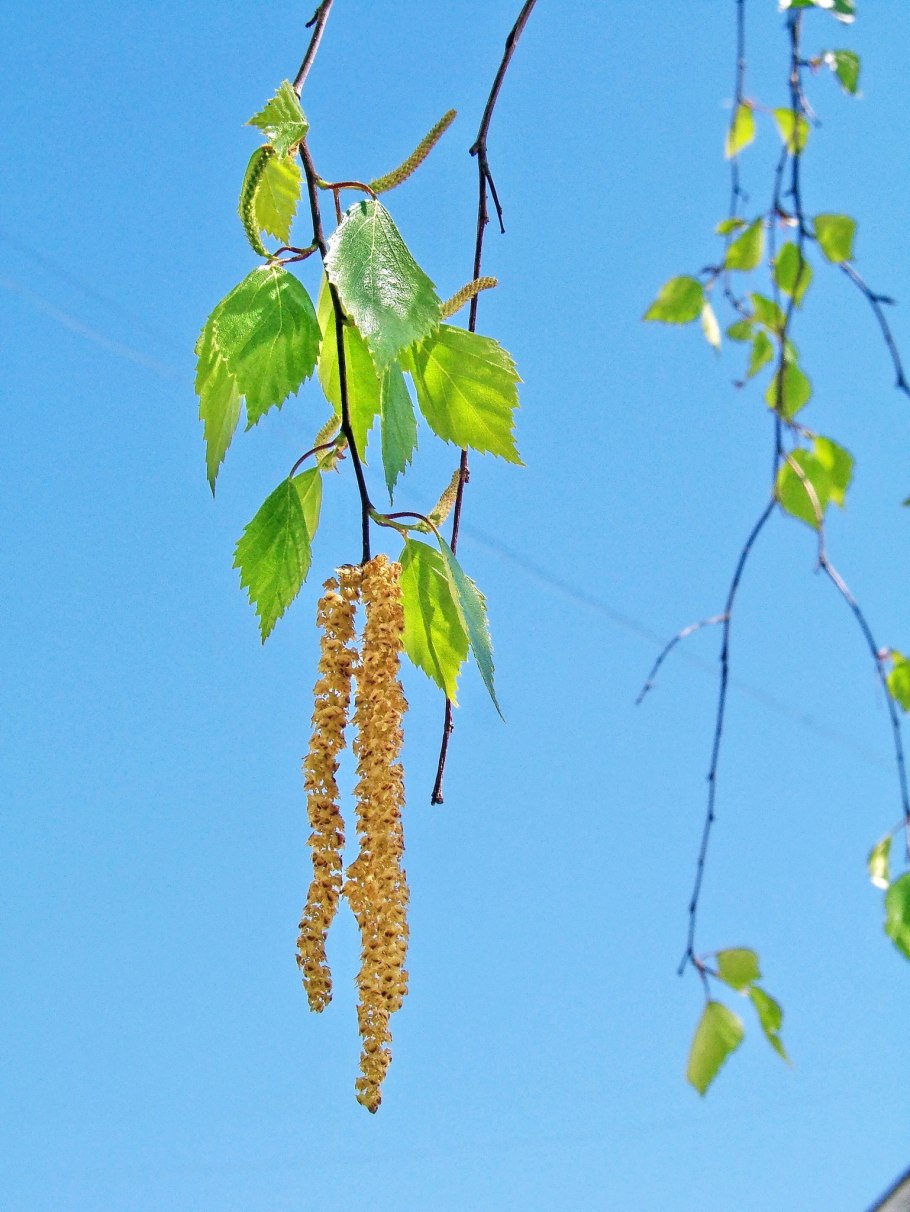 Осень Берёзовая роща Киров