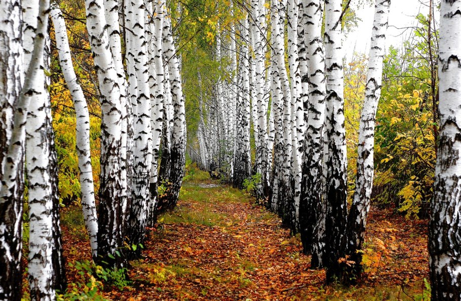 Береза Извилистая