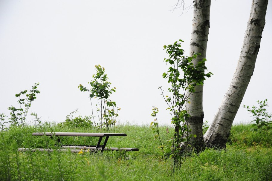 Березовая роща Кострома