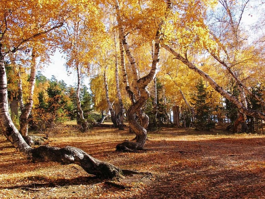 Танцующие березы Боровое Казахстан