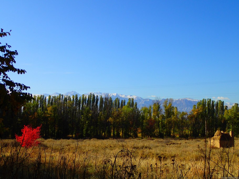 Березовая роща Якутия