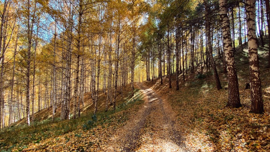 Alnus glutinosa ольха черная цветет