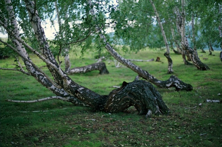 Воронежская область березовый лес