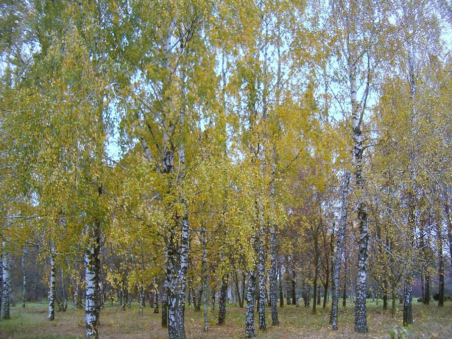 Киргизская береза Betula kirghisorum