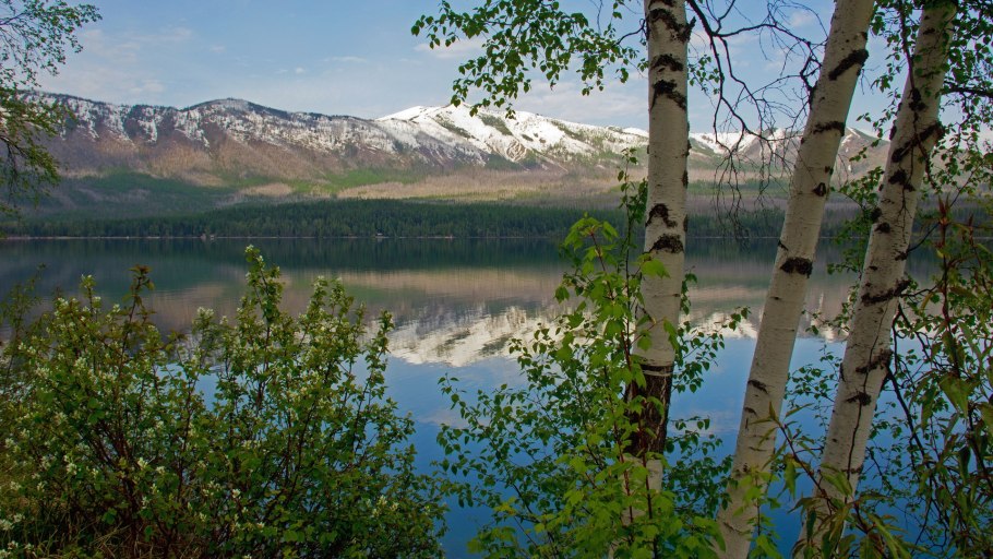 Берёзовый лес в Алтайском крае