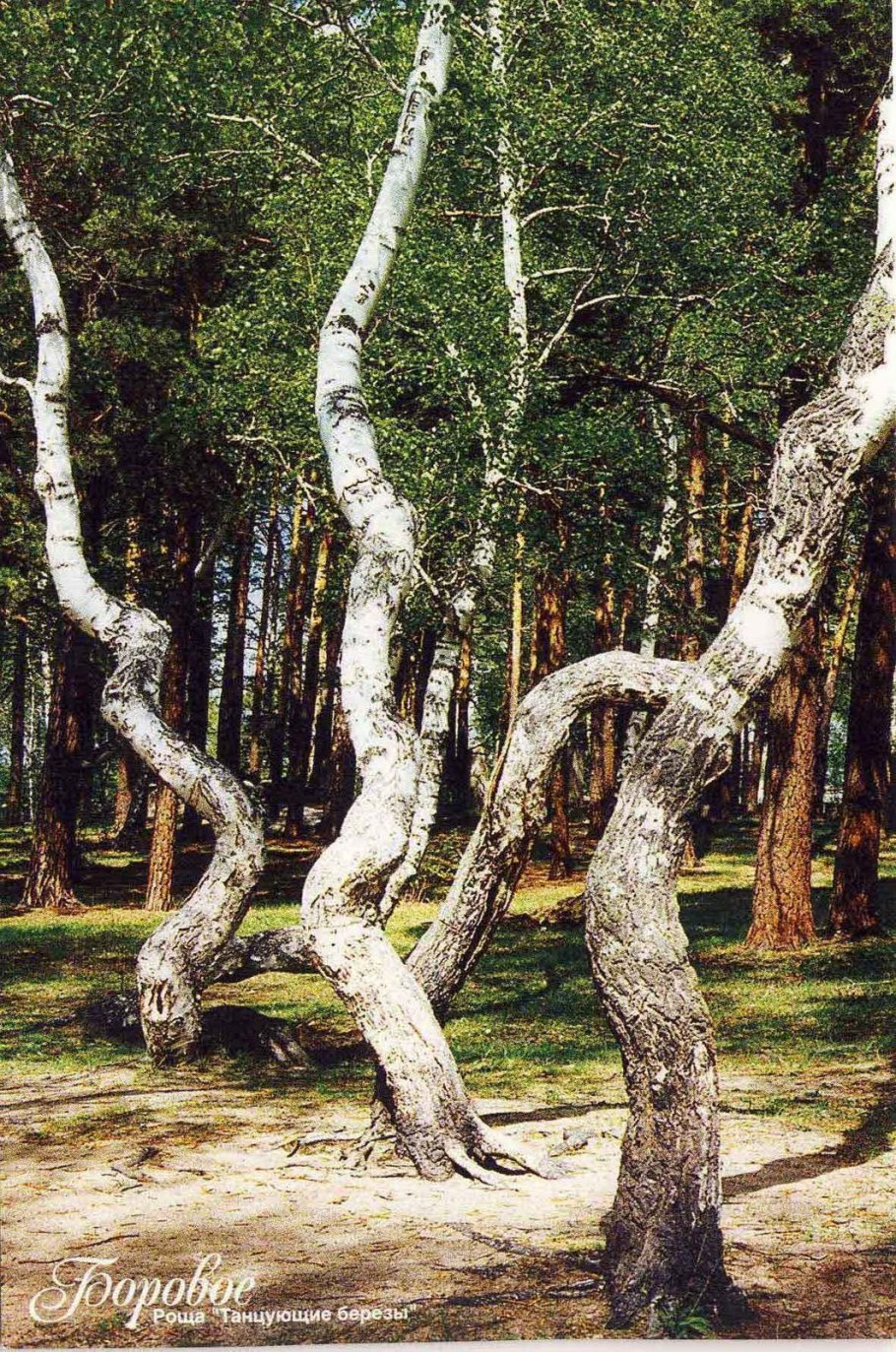 Танцующие березы Боровое Казахстан