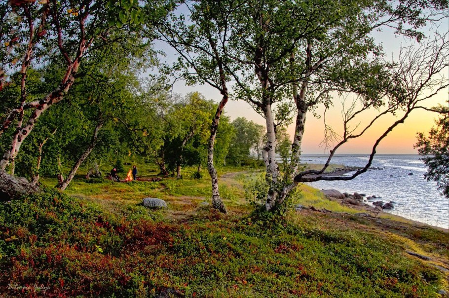 Березовая роща Кострома