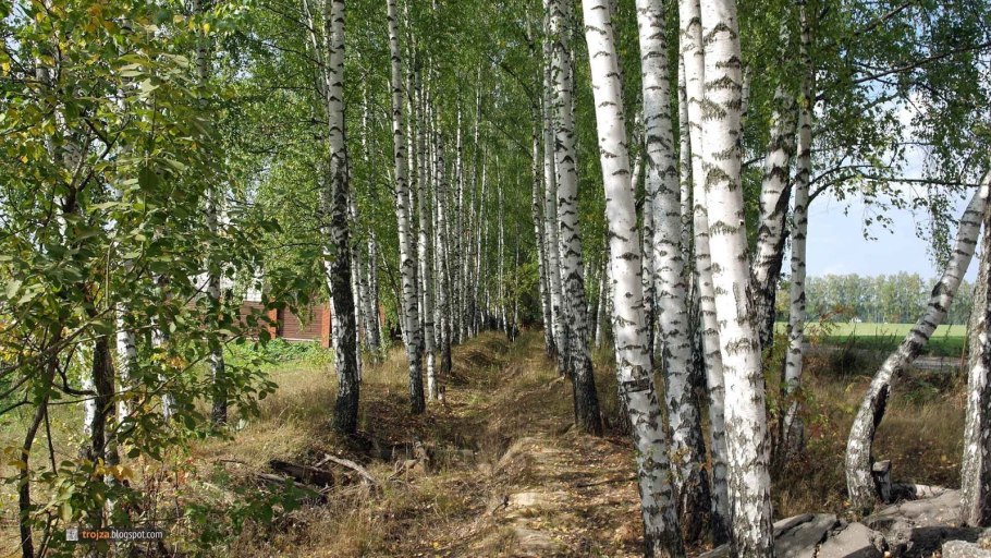 Берёза Киргизская в Казахстане