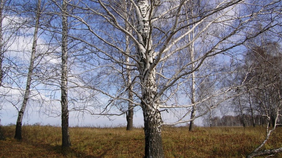 Берёзовая роща Кунгур