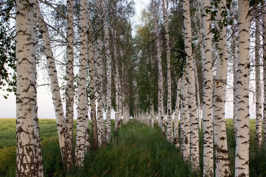 Боровое роща танцующих берез