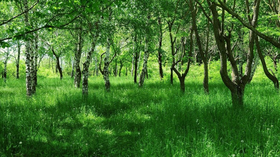 Природа Гармония березы осень