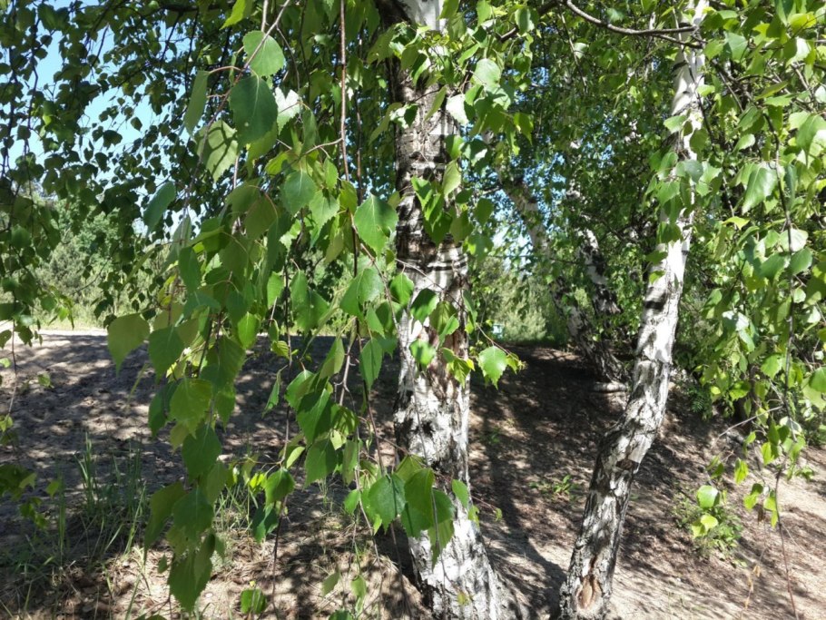 Береза повислая