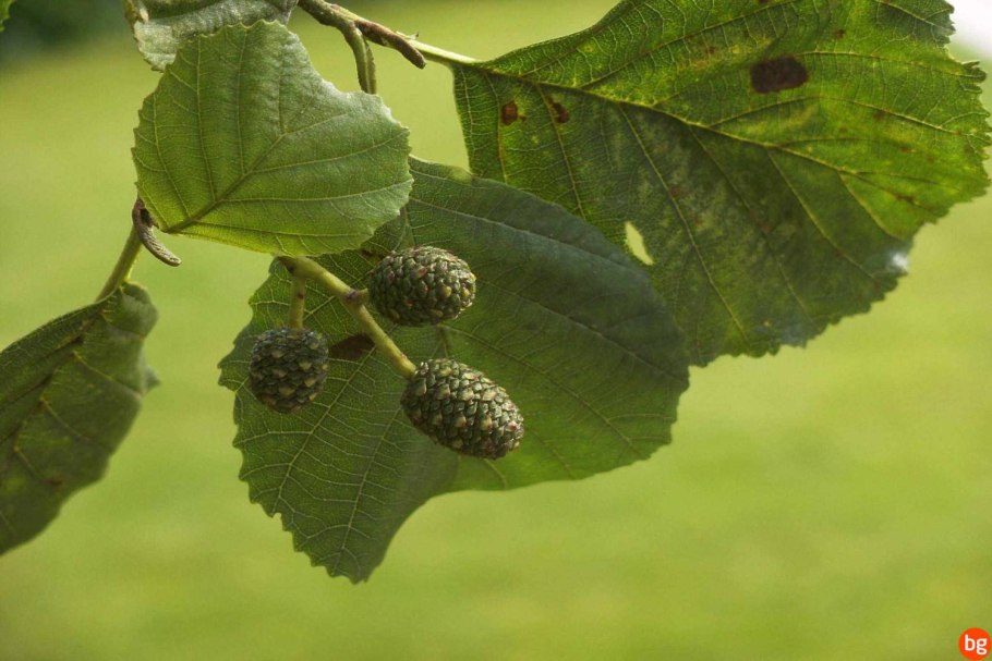 Березовые колки лесостепь