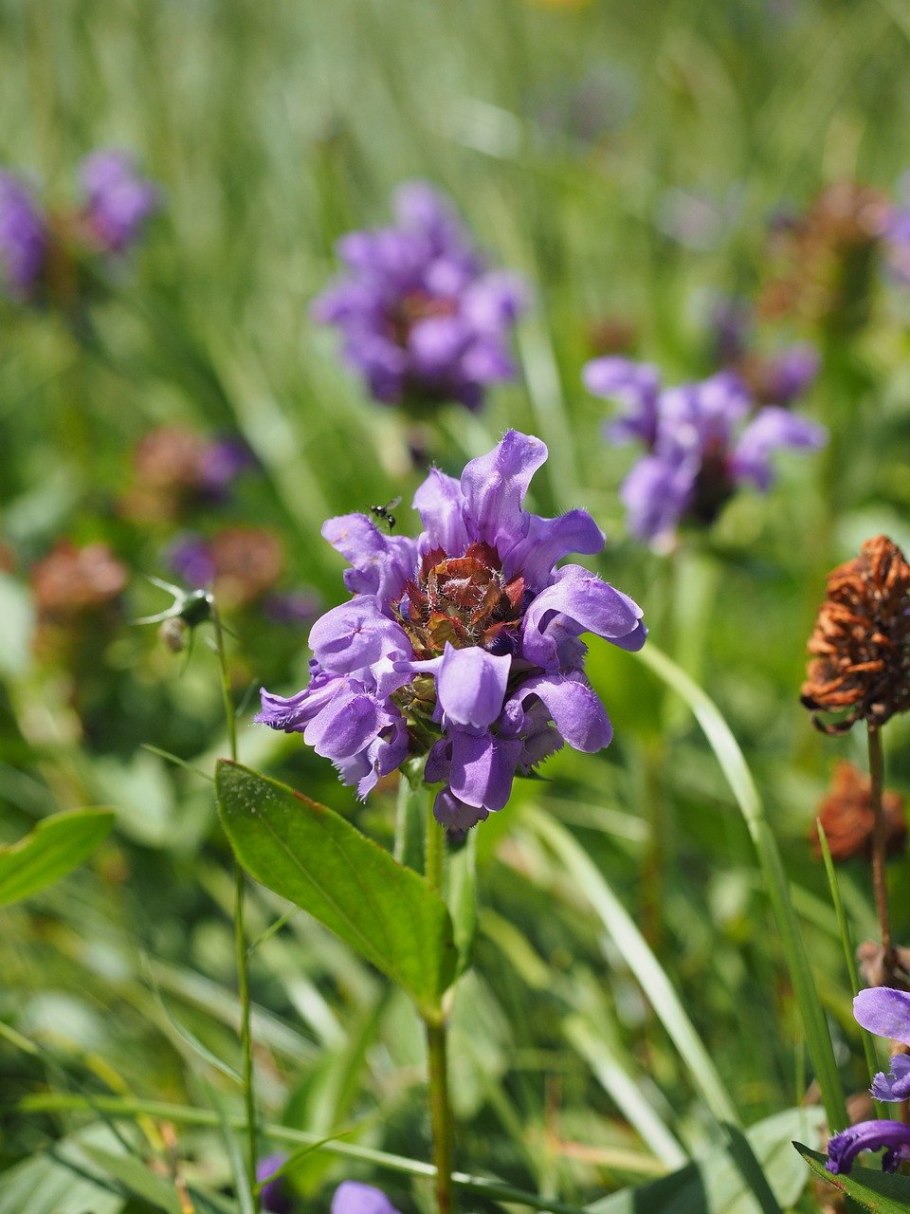 Prunella grandiflora