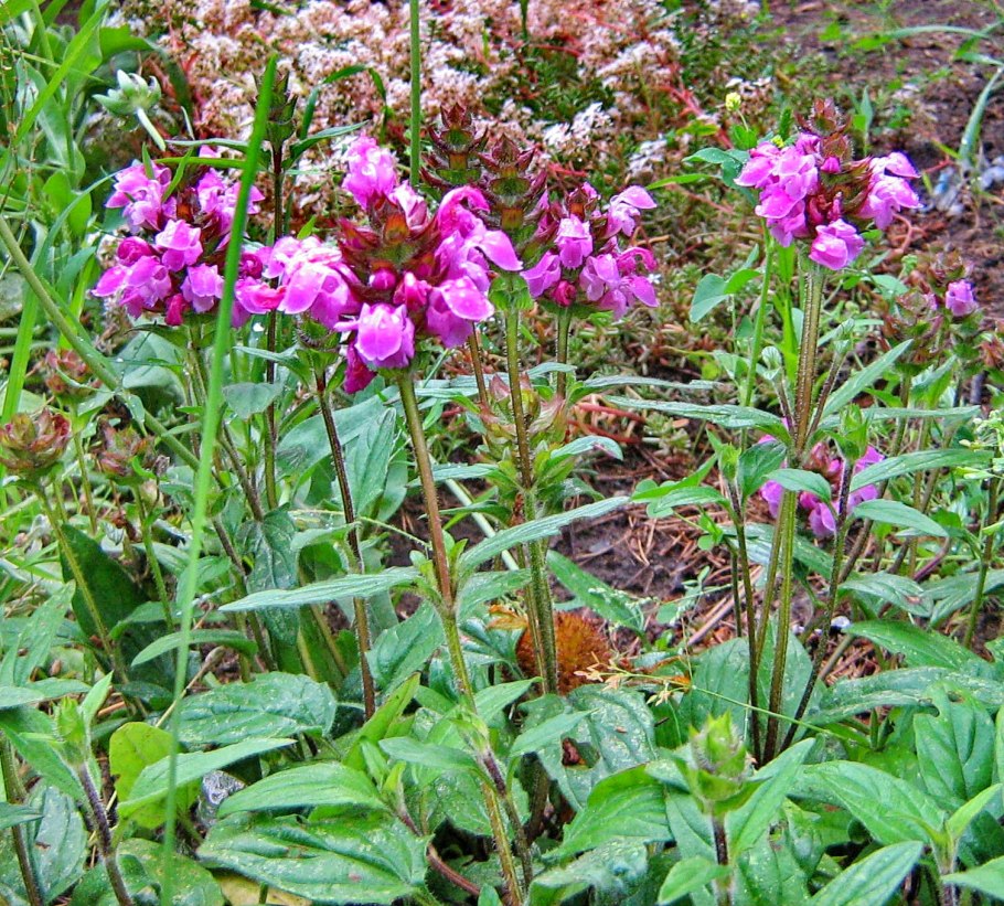 Черноголовка (Прунелла) крупноцветковая