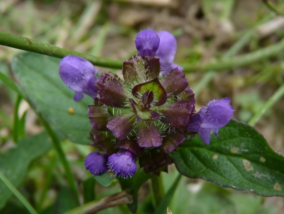Prunella vulgaris