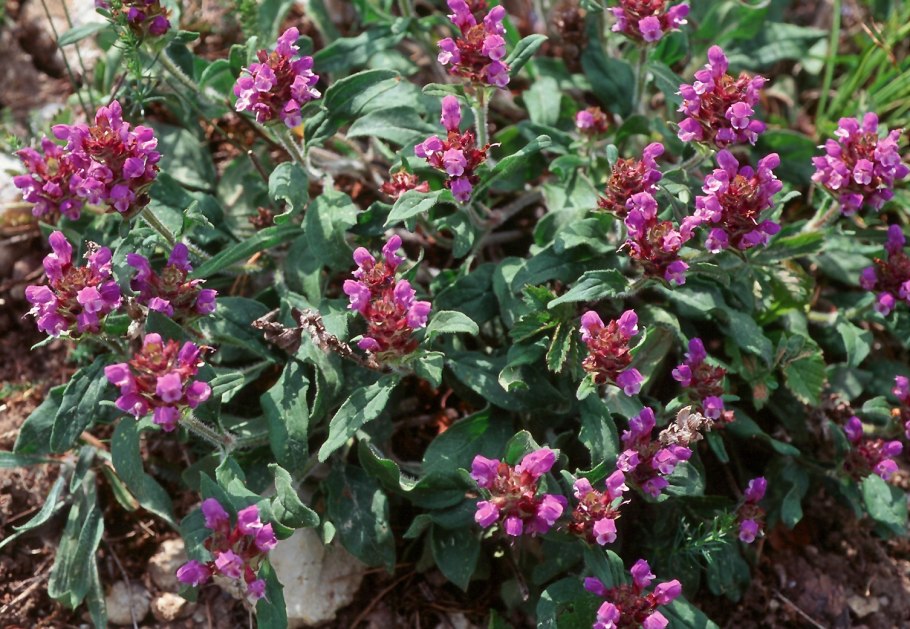 Прунелла (Черноголовка