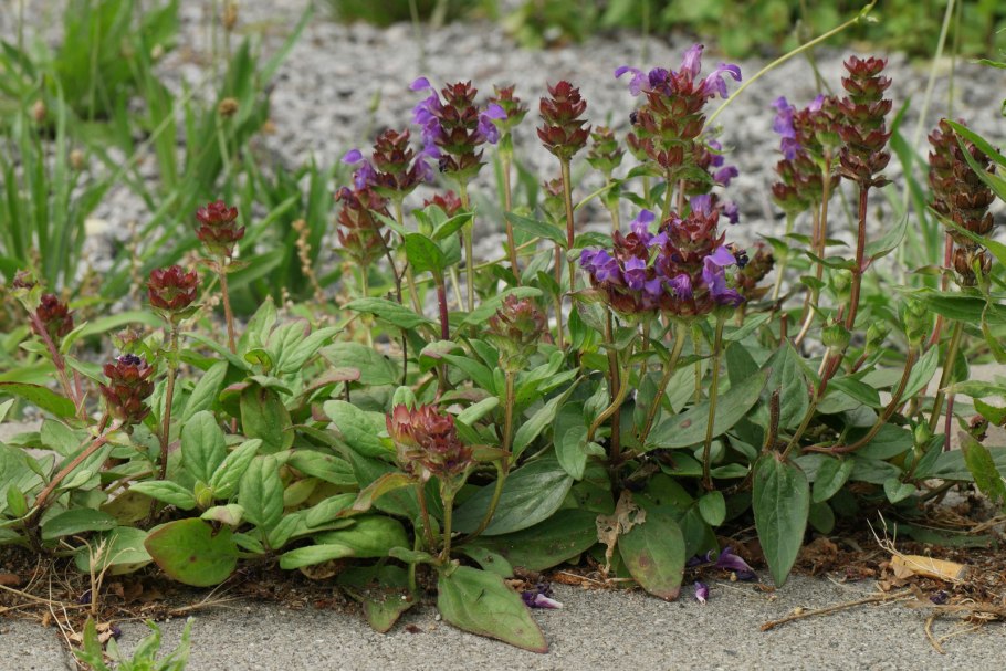 Прунелла крупноцветковая
