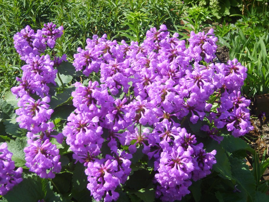 Прунелла крупноцветковая