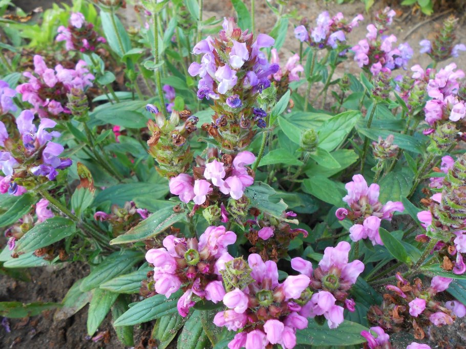 Прунелла (Черноголовка