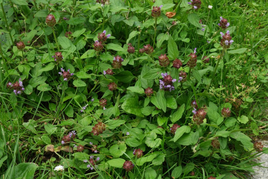 Черноголовка растение морской Бриз