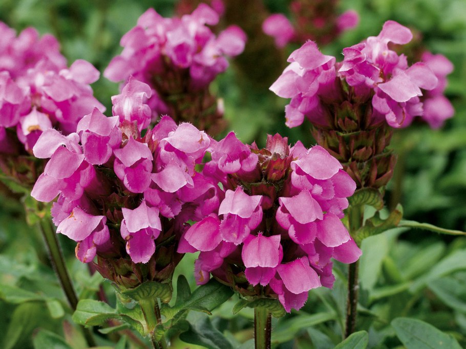 Прунелла (Черноголовка