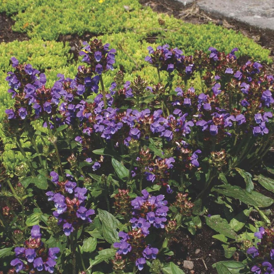 Черноголовка обыкновенная