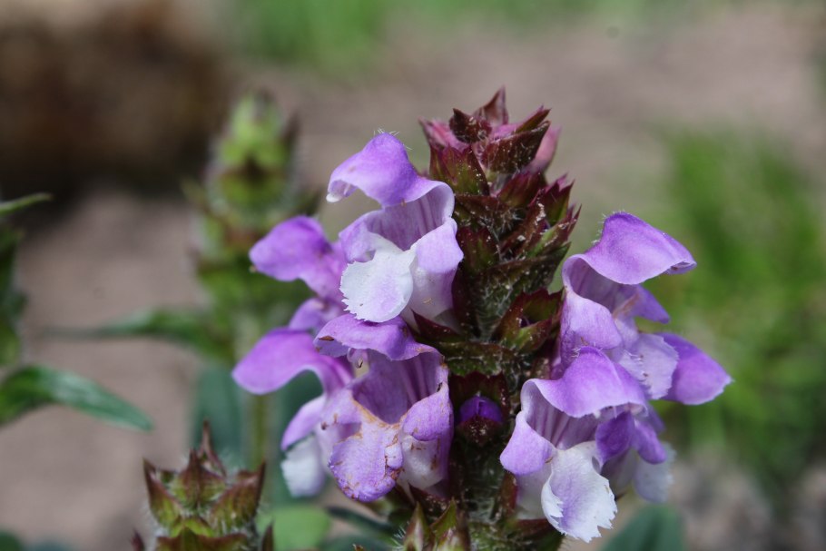 Черноголовка грандифлора