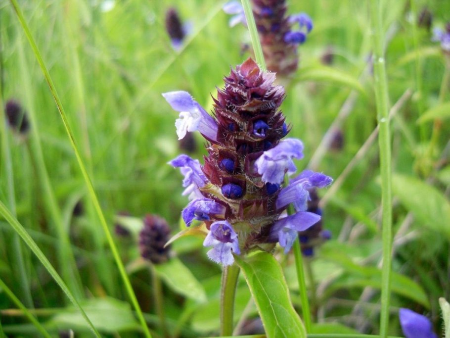Prunella vulgaris декоративные формы
