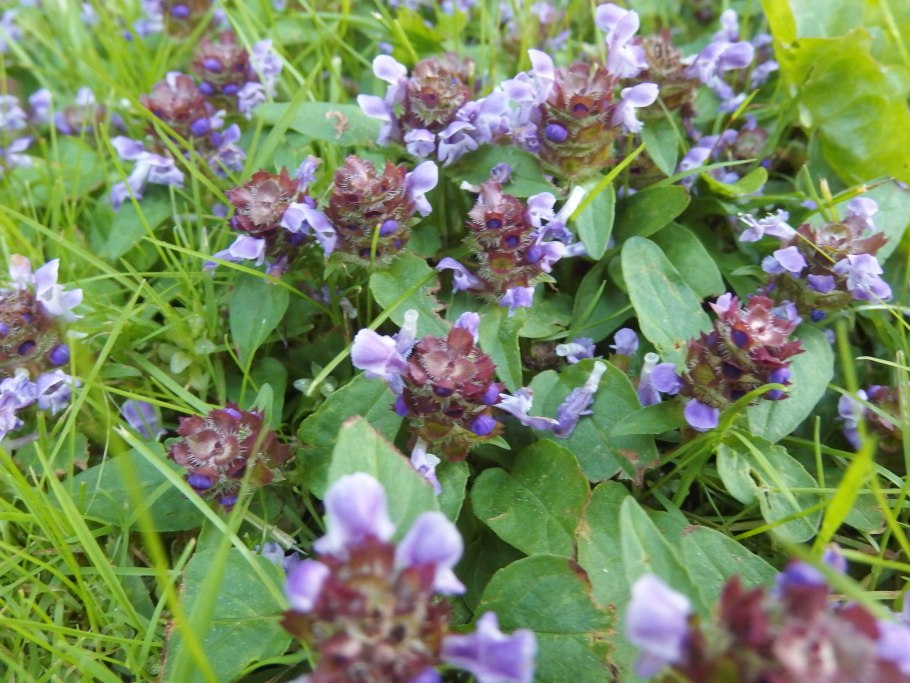 Черноголовка обыкновенная