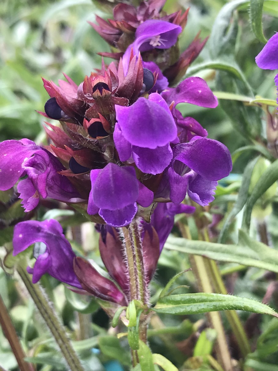 Прунелла крупноцветковая