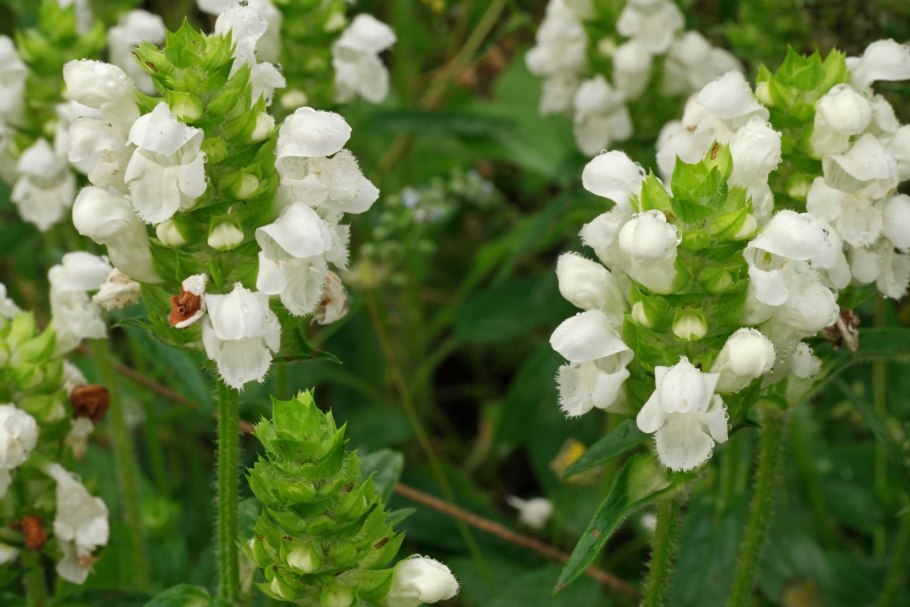 Черноголовка (Прунелла) крупноцветковая